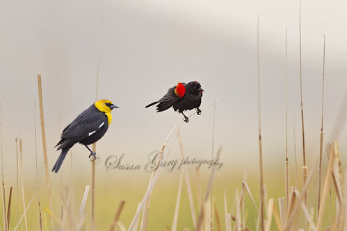 Two Blackbirds in Reeds by *GloriousNature*bySusanGaryPhotography