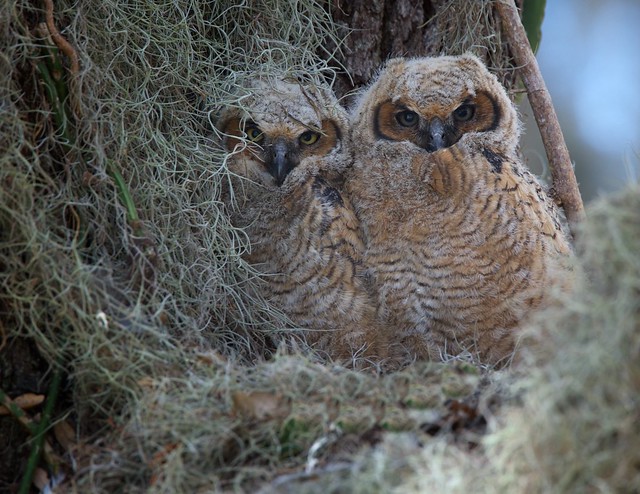 Great Horned Owl Chicks