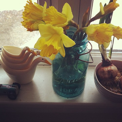 vintage duck measuring cups/daffodils/paper whites thinking spring on the winter windowsill