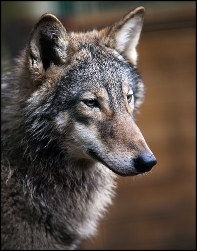 Wolf by CMM_456