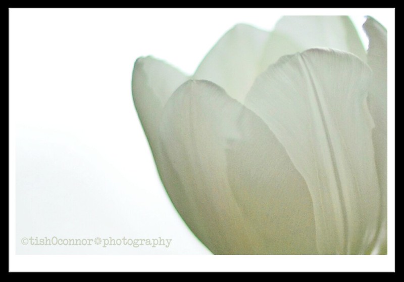 white tulip petals