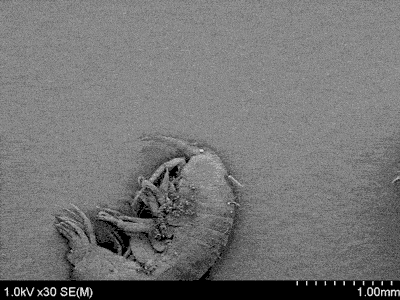 A bacterium on a diatom on an amphipod.