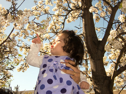 California Cherry Blossoms
