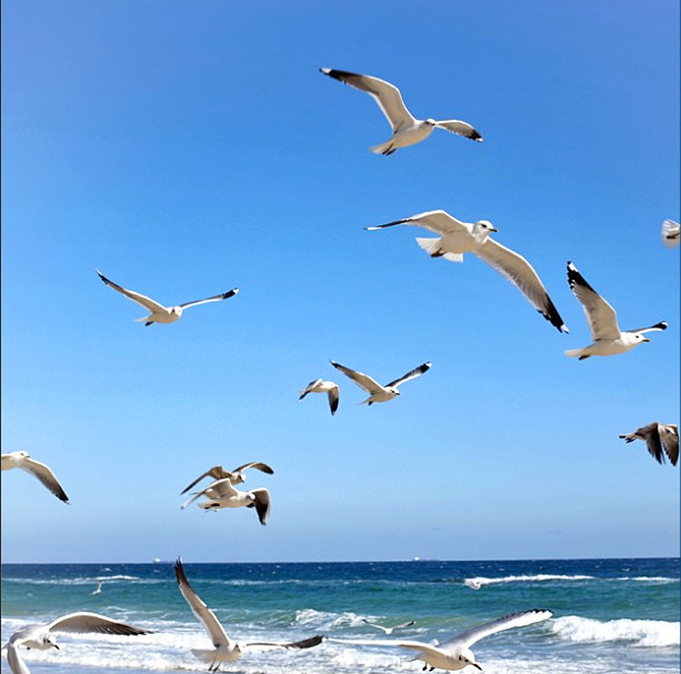 seagulls2