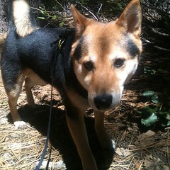 Hiking with the boy.  #tahoedonner #shibainu #shinobi