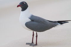 birds of alabama gulf coast