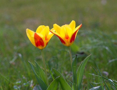 tulips, Vienna botanical garden