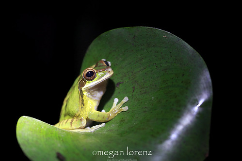 Tree Frog by Megan Lorenz