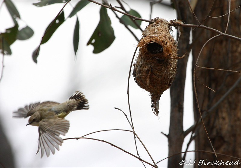 White-throated Warbler leaving nest Jan 2013