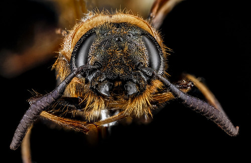 Eriotremex formosanus, F, face, Haywood County, Tennessee_2013-02-05-14.20.02 ZS PMax