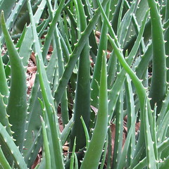 Aloe vera x arborescens leaves