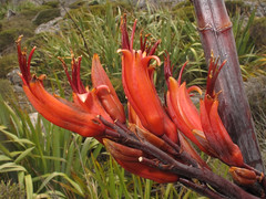 New Zealand Flora