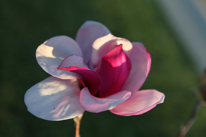 magnolia_54