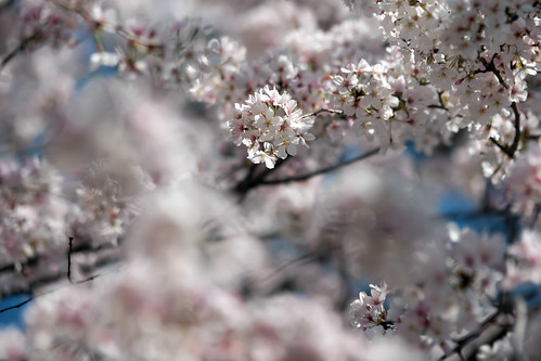 spring bloom by DigiDreamGrafix.com