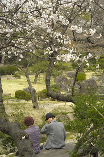 An old couple and cherry blossoms.