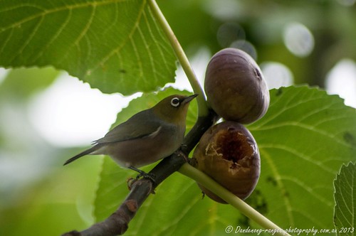 Silver-eye in the Fig Tree