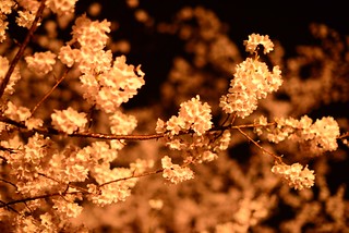 夜桜＠庄川水記念公園。