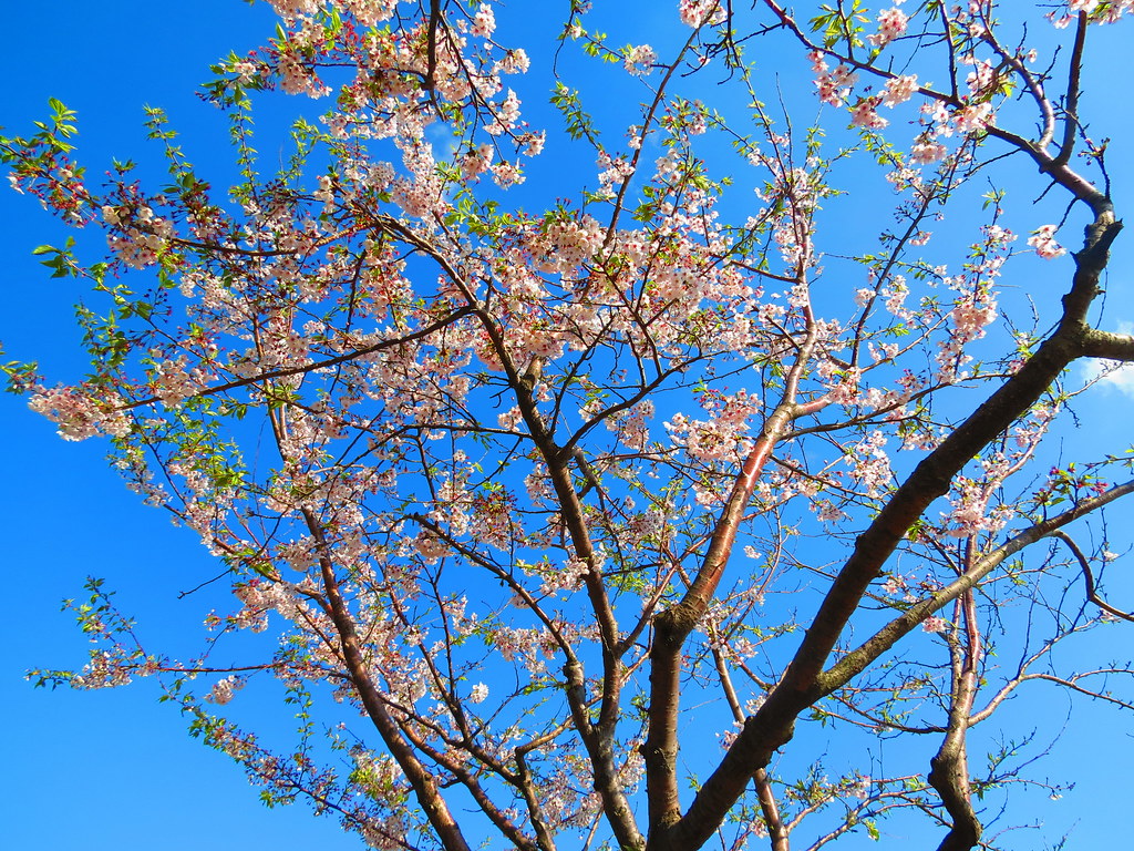 Cherry Blossom, Amnam Park