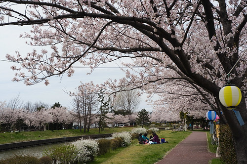 桜の花、舞い上がる道を 2013