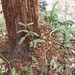 Garden Inventory: Sequoia sempervirens - 07