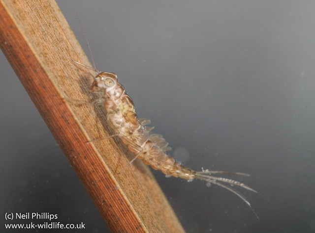 pond olive mayfly larva