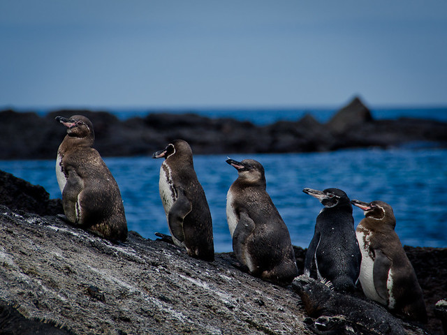 Galapagos Birds: Galapagos Penguins
