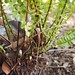 Garden Inventory: Sword Fern (Polystichum munitum) - 4