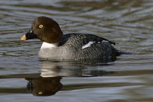 Common Golden Eye (Female), Wentworth Farm Conservation Area, Amherst, MA by Janaswamy