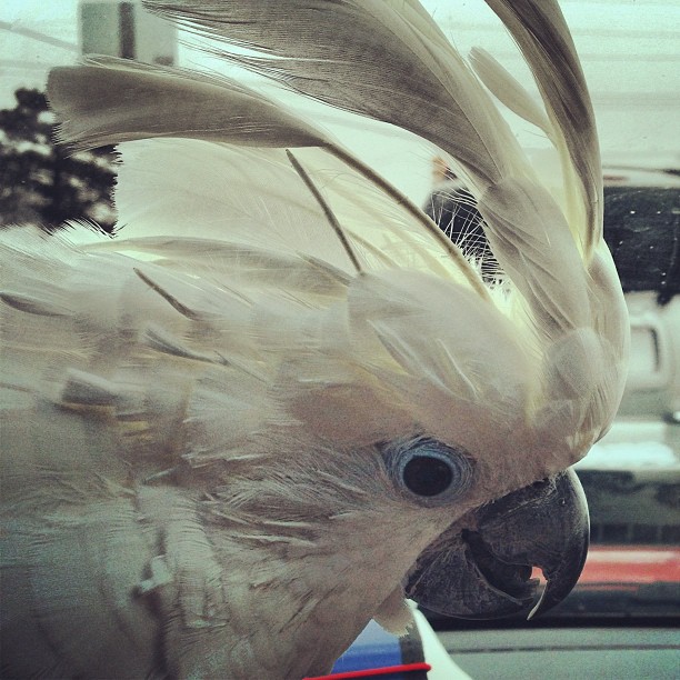 Sara #bird the #cockatoo in the car in #detroit