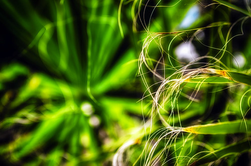 Hairy Palms by hbmike2000