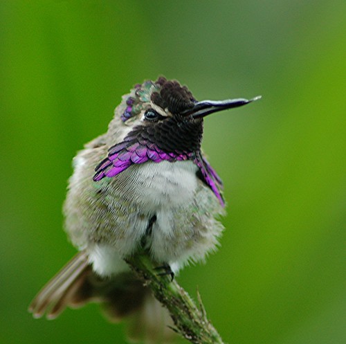 Costa's Hummingbird... purple ruff is glorious! by jungle mama