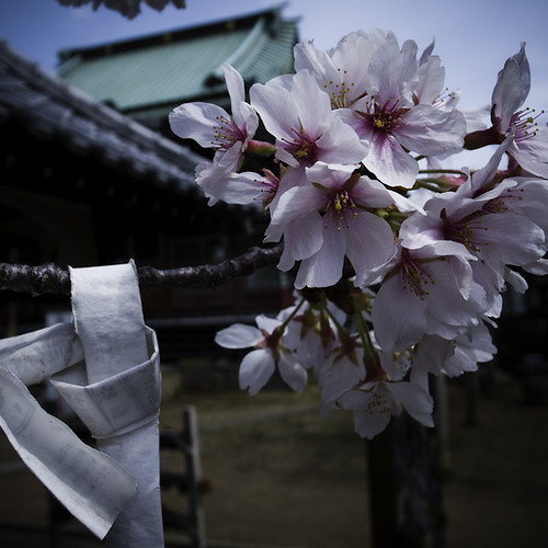 Prayer Cherry Blossom, Ichikawa 2013