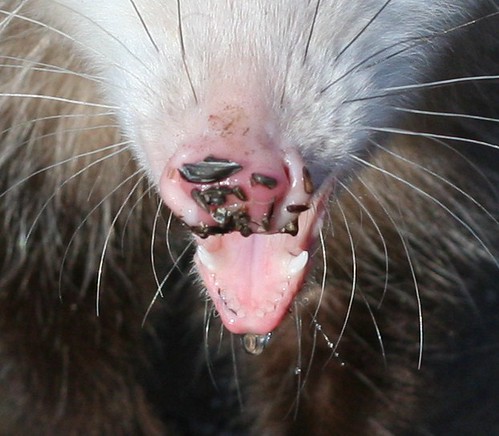 possum teeth
