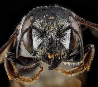 Megachile inimica, U, face, Maryland, Anne Arundel County_2013-03-27-14.14.16 ZS PMax