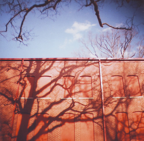 branch shadows