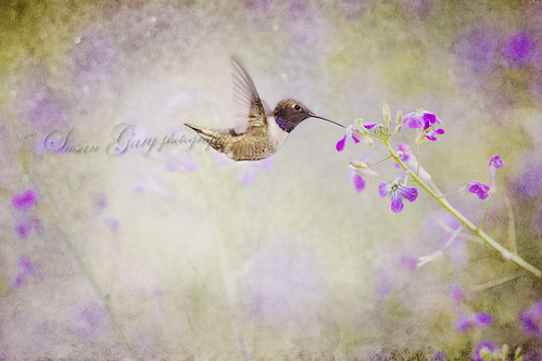 Black-Chinned Hummer and Purple Flowers by *GloriousNature*bySusanGaryPhotography