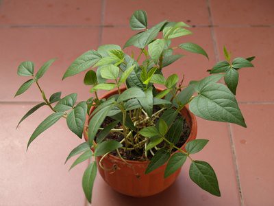 20130209_beanplant