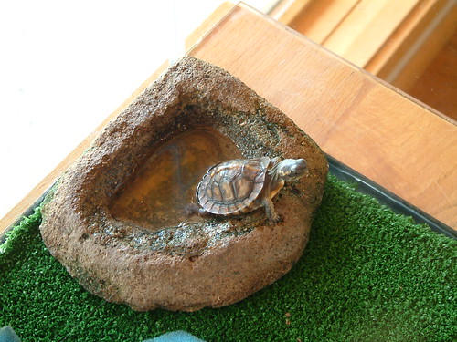 Eastern Box Turtle. by Sunshine Gorilla