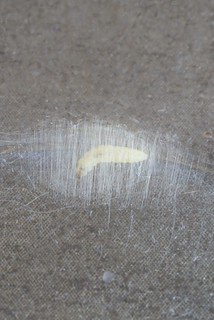 Elachista apicupunctella larva - pre-pupation, ex mine on Dactylis