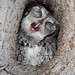 Eastern Screech Owl Yawns