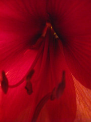 Flowers: Amaryllis