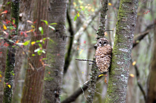 Beidler Forest Barred Owl