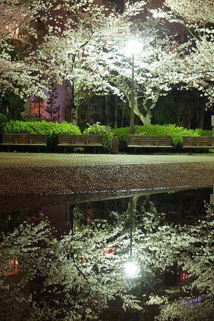 Sakura reflection
