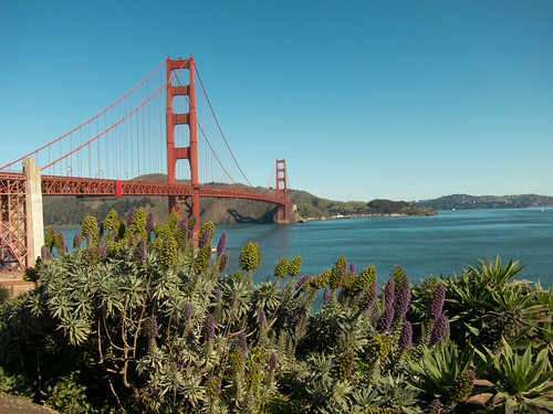 Golden Gate Bridge and Purple Plants