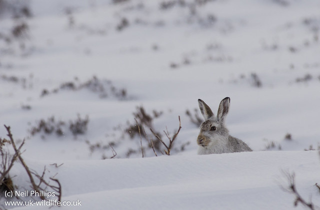 Mountain Hare Lepus timidus-4
