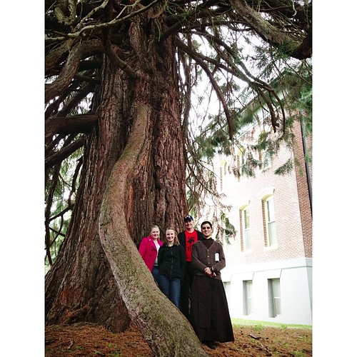 Under the redwood tree at the monastery