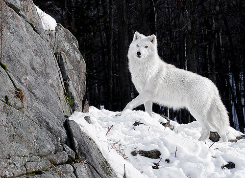 Arctic Wolf Portrait by megadigital