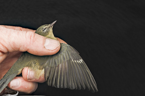 Black throated blue warbler, F, hand shot, 1818 H St NW, 9.17.12_2013-04-16-11.04.01 ZS PMax