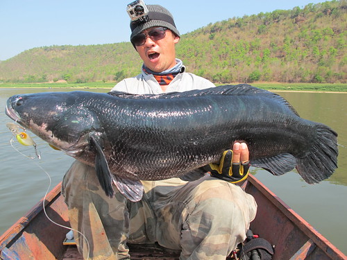 13KG Monster Toman !!! Extreme Wild Giant Snakehead Fishing !!! BKKGUY