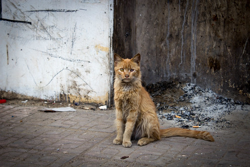 Rough looking Cairo street cat by Ester Meerman